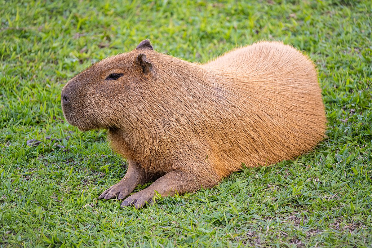 capy